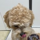 댕꼬미다 이미지