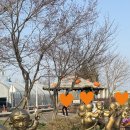 아라온 | 인천 계양 수선화 명소 계양아라온 포시즌가든 방문 후기