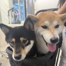 윤수목장 이미지