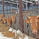 민수목장 이미지