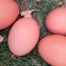 수아네 농장 이미지