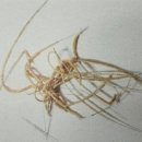 자포동물 - 산호충綱 - 해세目- 버들조름科 - 골풀버들조름 이미지