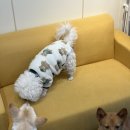 냠냠밸런스 이미지