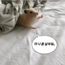누룽지마켓