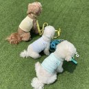 [공지] [<b>공구</b>] 몸모 갱얼쥐 나시티 / <b>스카이</b>, 민트, 옐로우