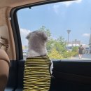 냐옹냐옹해 | [강진] 큐브빌리지 (애견동반 글램핑, 빌리지존&amp;큐브존 후기) - 지달과 함께
