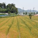 밀.밭두렁 이미지