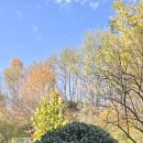 늘 푸른 나무 이미지