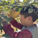 🍎사과같은 내얼굴~ 예쁘고 빨간 사과 찾으러 하늘이들이 왔어요!(1)💕🍎 이미지