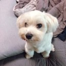 퍼피샬롱(PUPPY SALON) | 부산 사직동 애견샵 : 믿고 맡길 수 있는 애견미용 : 살롱드퍼피