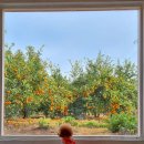 니나노 제주 이미지