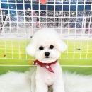 블루마린미용실 | 아직도 비숑미용 어떻게 할지 고민이세요? 은평구애견미용 연신내애견미용 비숑미용전문 마릴린펫