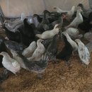 청계 Daum카페