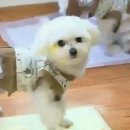 울아빠만두
