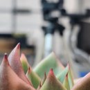 가빈농장 이미지