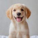 에르펫츠 강아지분양 고양이분양 다산점 이미지