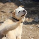 하쿠나마타타 이미지