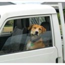 어서오시개 이미지