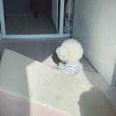 구리동부현대서비스 주식회사 | 국제 강아지의 날, 너의 행복을 위하여...