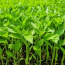 전북농약사 이미지