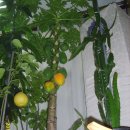 파파야 카카오 검색결과