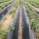 천둔농장 이미지