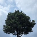 Betti in Aewol | Jeju Aewol “Lonely Tree” at Hangpaduri Historic Site 제주 애월 항파두리 항몽유적지의 나홀로나무