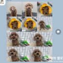 캉스펫 | 동삭동애견미용 재방문 만족스러운 캉스펫 푸들 클리핑 후기