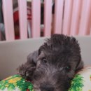 골든블랙123 이미지