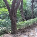 고목나무 이미지