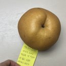 권대식의 참치회방꾼 이미지