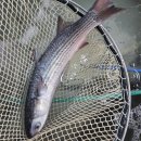 활 보리숭어회~ 필렛 300g 19,000원 무료배송 이미지