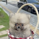 꽃보다강아지 이미지