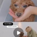 꼼꼼하개 이미지