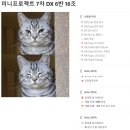 프로젝트7 | 에이블스쿨 9기 DX트랙 | 7차 미니프로젝트 후기