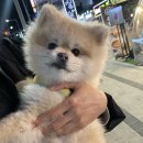 [구미애견동반식당]구미단골맛집 칠삼피그💓(내돈내산)