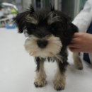 마송 동물병원 이미지