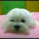 벨라 펫 살롱 이미지