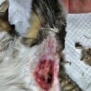 향남메디동물병원 이미지