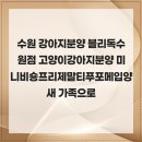 블리독수원점 고양이강아지분양 미니비숑프리제말티푸포메입양 네이버블로그