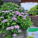 순천만국가정원의 수국 이미지