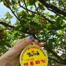 명지리앵두마을 이미지