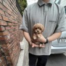 어바웃독 이미지