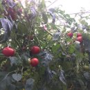 수박&토마토 축제 이미지