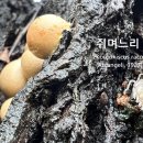 쥐며느리 이미지
