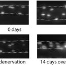 머슬메모리 이미지