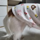 [강아지내복] 댕댕몰 강아지 실내복 리얼후기 (aka.루카최애잠옷)