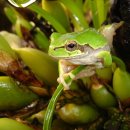 청개구리 이미지