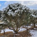 백송 농장 이미지