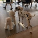 피터펫카페본점 이미지